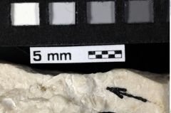 Foto (Detailansicht) von Decapoda indet. (NHMW-GEO-1990-0041-0191)